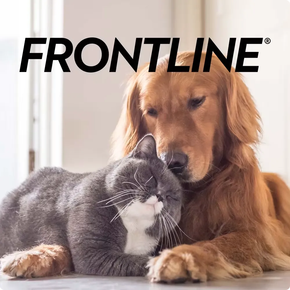SEO for Frontline